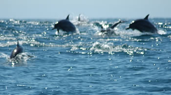 dolphins in 